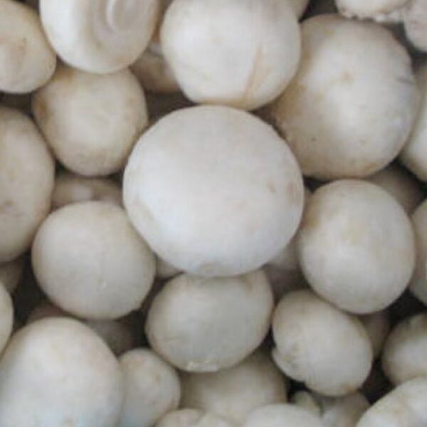 Champignons (10Kg)