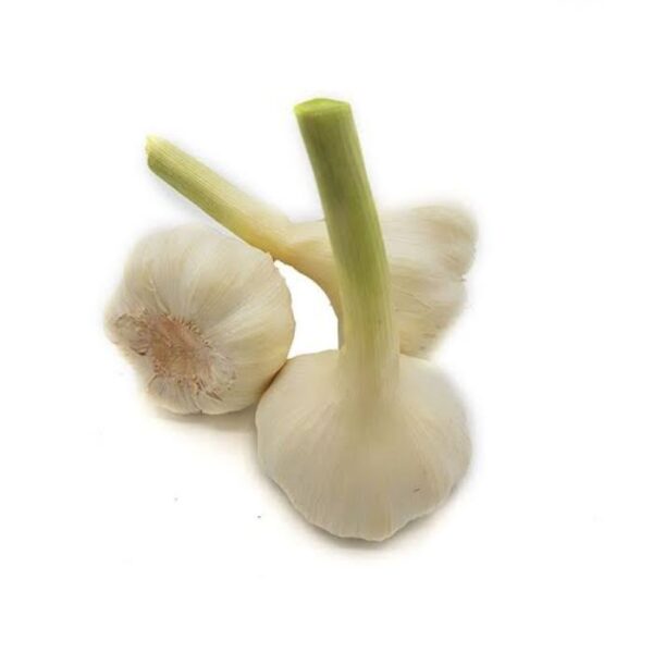 Knoblauch frisch