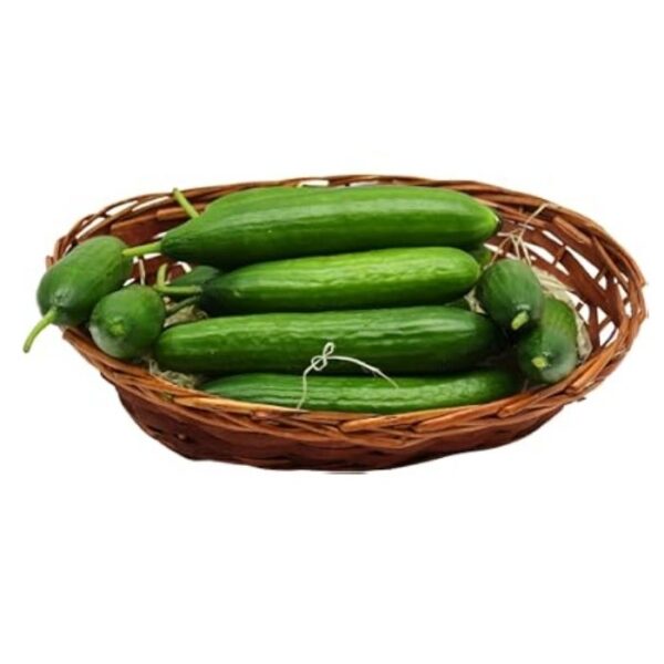 Gurken frisch 14er/ 12er 5 kg